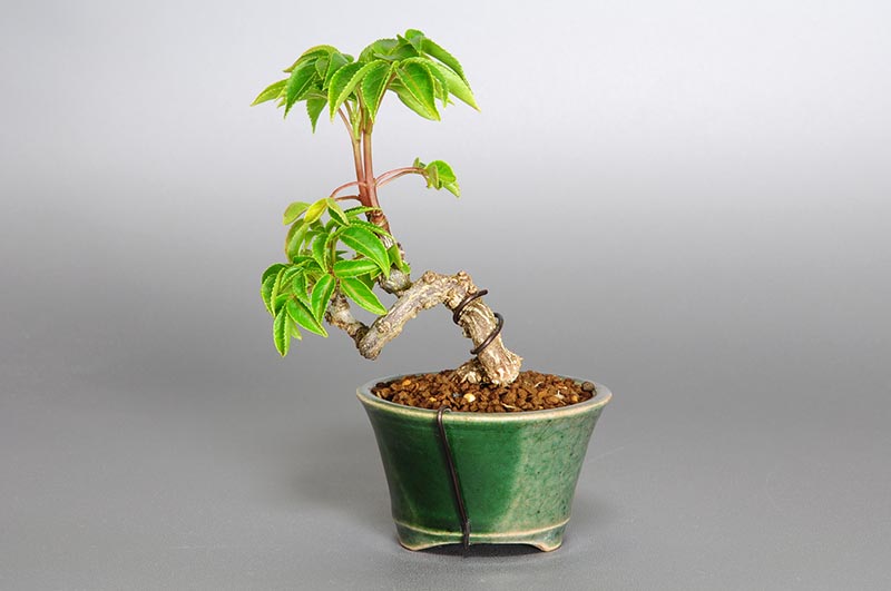 ミニ盆栽・ゴンズイC（ごんずい・権萃）実もの盆栽を裏側から見た景色・Euscaphis japonica bonsai