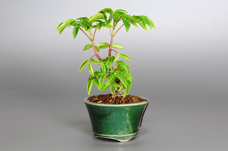 ミニ盆栽・ゴンズイC（ごんずい・権萃）実もの盆栽を右側から見た景色・Euscaphis japonica bonsai