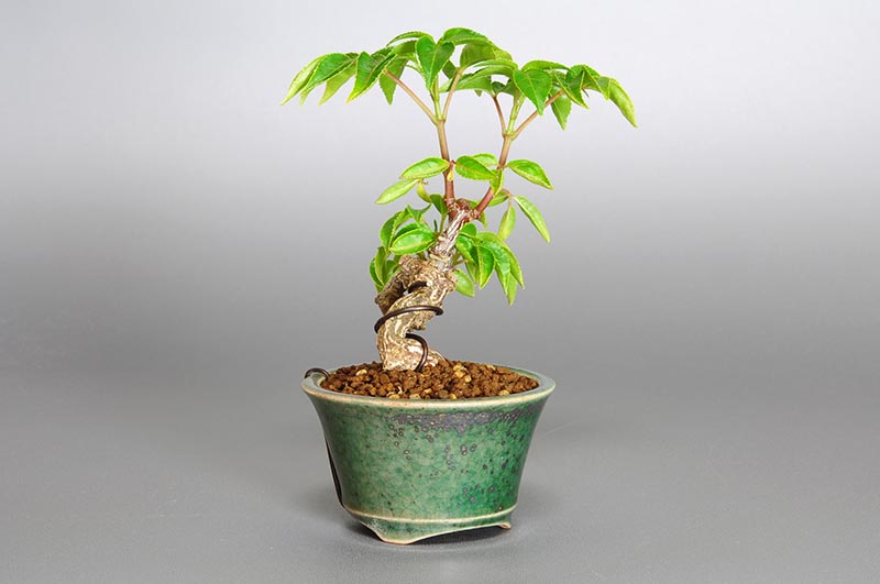 ミニ盆栽・ゴンズイC（ごんずい・権萃）実もの盆栽を左側から見た景色・Euscaphis japonica bonsai