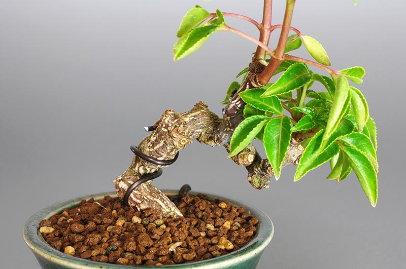 ミニ盆栽・ゴンズイC（ごんずい・権萃）実もの盆栽を別側から見た景色・Euscaphis japonica bonsai