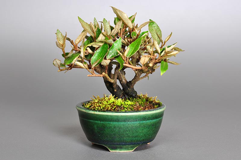 カングミ-A1（かんぐみ・寒茱萸）実もの盆栽の販売と育て方・作り方・Eleagnus pungens bonsai
