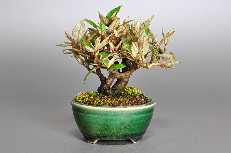 カングミ-A1（かんぐみ・寒茱萸）実もの盆栽を裏側から見た景色・Eleagnus pungens bonsai