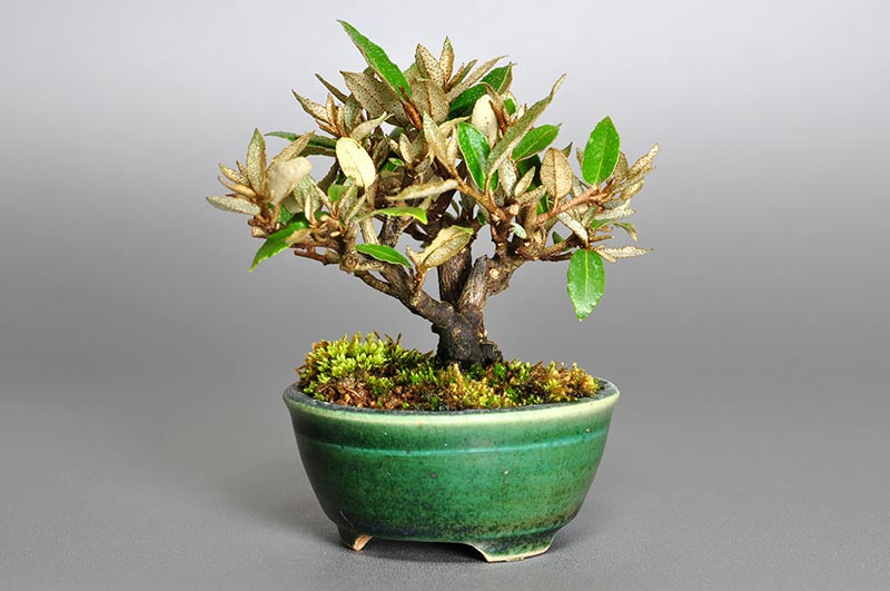 カングミ-A1（かんぐみ・寒茱萸）実もの盆栽を右側から見た景色・Eleagnus pungens bonsai