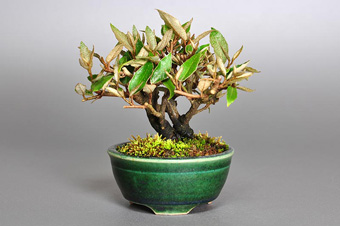 カングミ-A1（かんぐみ・寒茱萸）盆栽の樹作りの参考樹形・Eleagnus pungens Best bonsai