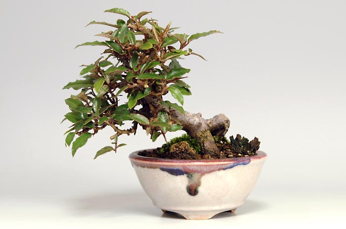 カングミB-1（かんぐみ・寒茱萸）の販売と育て方・作り方・Eleagnus pungens bonsai