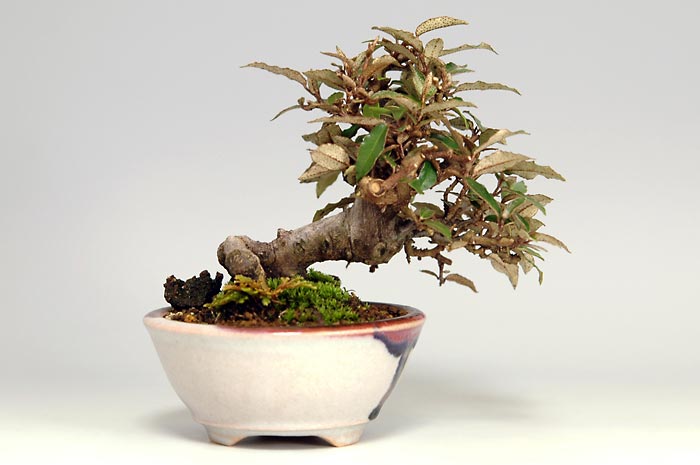 カングミB-1-2（かんぐみ・寒茱萸）実もの盆栽を裏側から見た景色・Eleagnus pungens bonsai