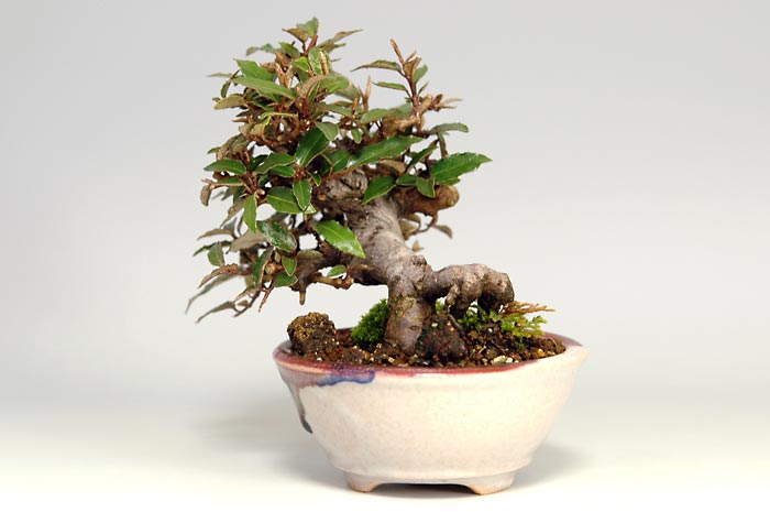 カングミB-1-2（かんぐみ・寒茱萸）実もの盆栽を右側から見た景色・Eleagnus pungens bonsai