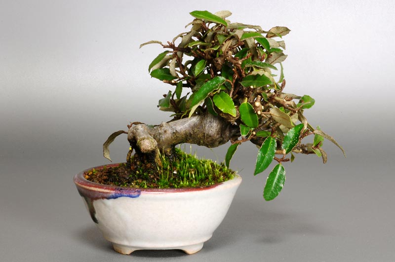 カングミB-2（かんぐみ・寒茱萸）実もの盆栽を裏側から見た景色・Eleagnus pungens bonsai