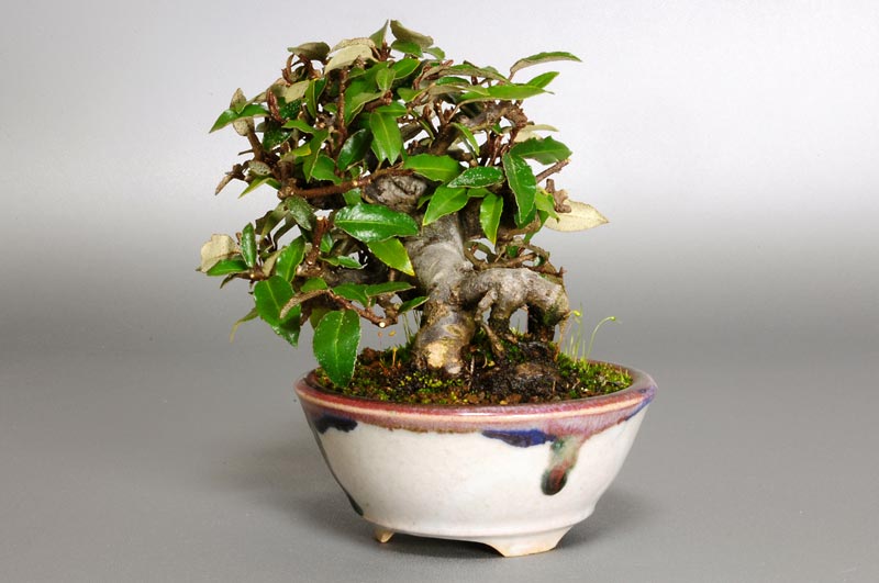 カングミB-2（かんぐみ・寒茱萸）実もの盆栽を右側から見た景色・Eleagnus pungens bonsai