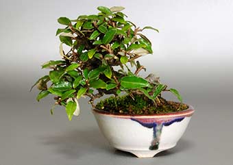 カングミB（かんぐみ・寒茱萸）盆栽の成長記録-2・Eleagnus pungens bonsai