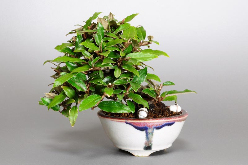 カングミB-3（かんぐみ・寒茱萸）の販売と育て方・作り方・Eleagnus pungens bonsai