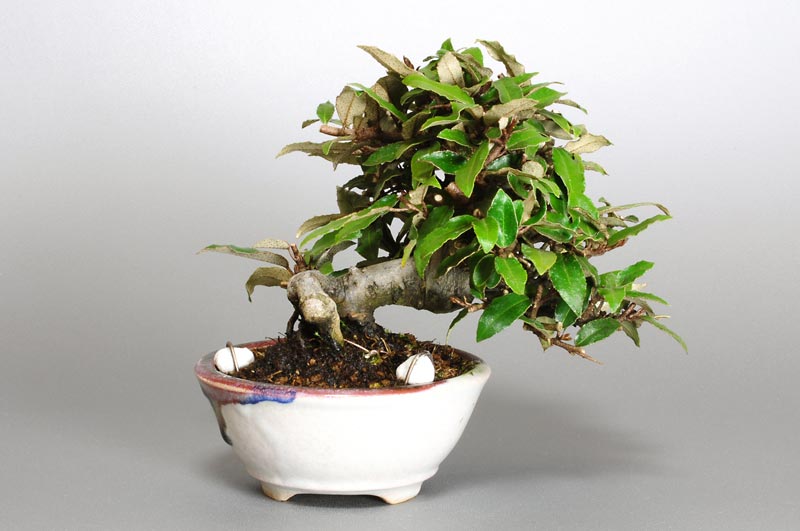 カングミB-3（かんぐみ・寒茱萸）実もの盆栽を裏側から見た景色・Eleagnus pungens bonsai