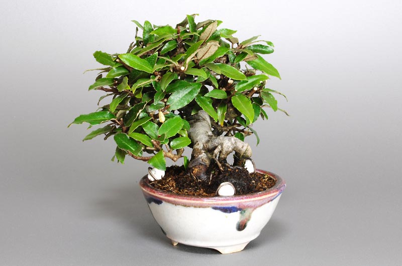 カングミB-3（かんぐみ・寒茱萸）実もの盆栽を右側から見た景色・Eleagnus pungens bonsai