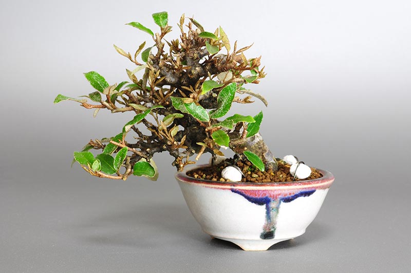 カングミB-4（かんぐみ・寒茱萸）の販売と育て方・作り方・Eleagnus pungens bonsai