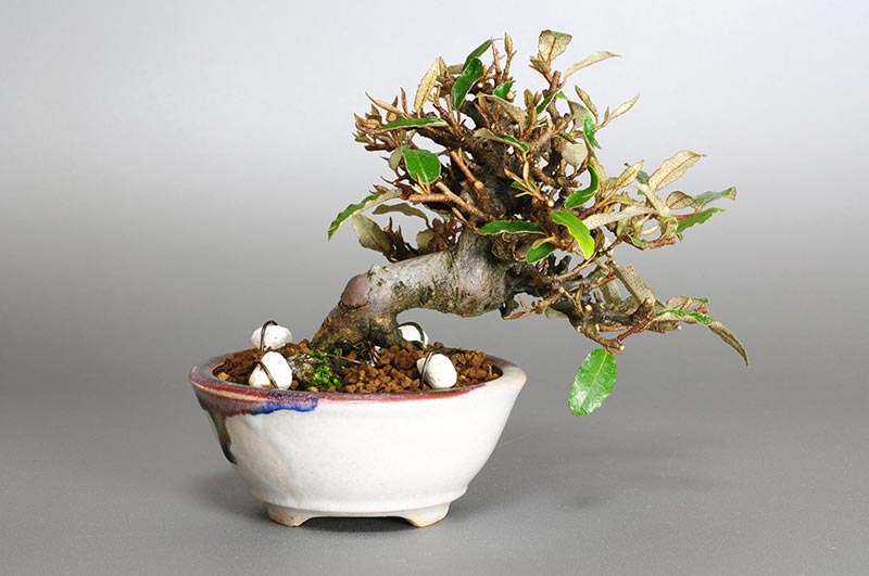 カングミB-4（かんぐみ・寒茱萸）実もの盆栽を裏側から見た景色・Eleagnus pungens bonsai