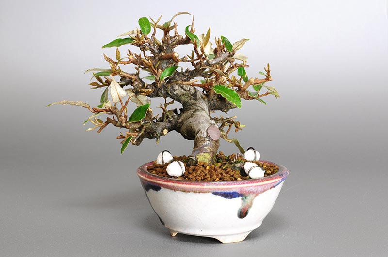 カングミB-4（かんぐみ・寒茱萸）実もの盆栽を右側から見た景色・Eleagnus pungens bonsai