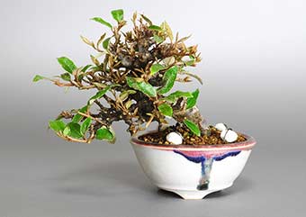 カングミB（かんぐみ・寒茱萸）盆栽の成長記録-4・Eleagnus pungens bonsai