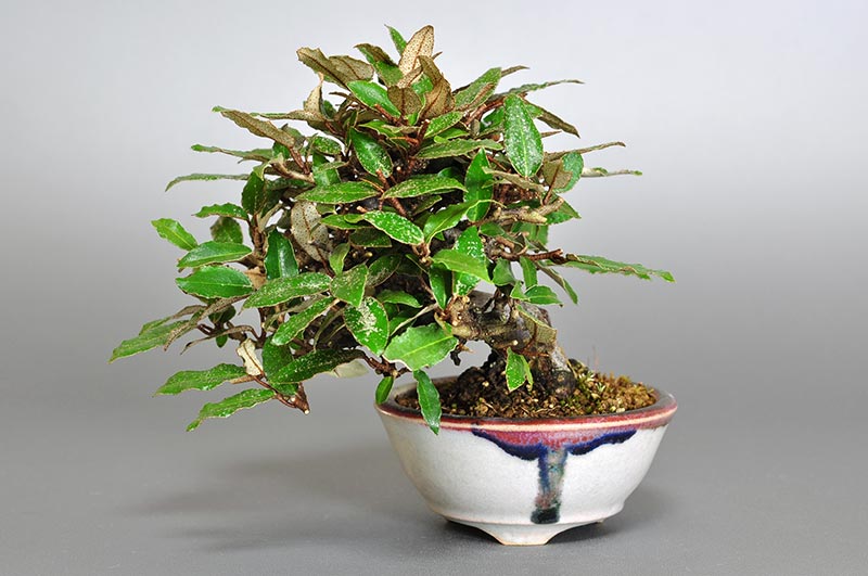 カングミB-5（かんぐみ・寒茱萸）の販売と育て方・作り方・Eleagnus pungens bonsai
