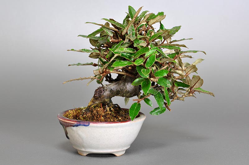 カングミB-5（かんぐみ・寒茱萸）実もの盆栽を裏側から見た景色・Eleagnus pungens bonsai