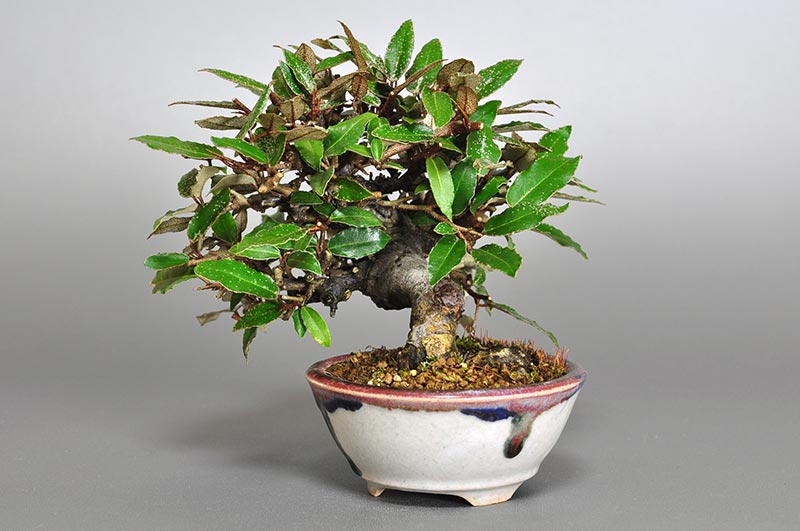 カングミB-5（かんぐみ・寒茱萸）実もの盆栽を右側から見た景色・Eleagnus pungens bonsai
