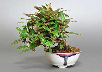 カングミB（かんぐみ・寒茱萸）盆栽の成長記録-5・Eleagnus pungens bonsai