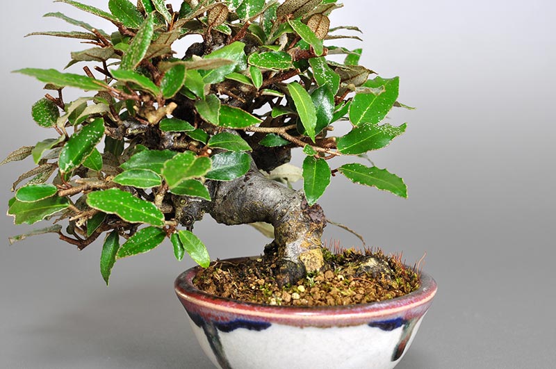 カングミB-5（かんぐみ・寒茱萸）実もの盆栽を別側から見た景色・Eleagnus pungens bonsai