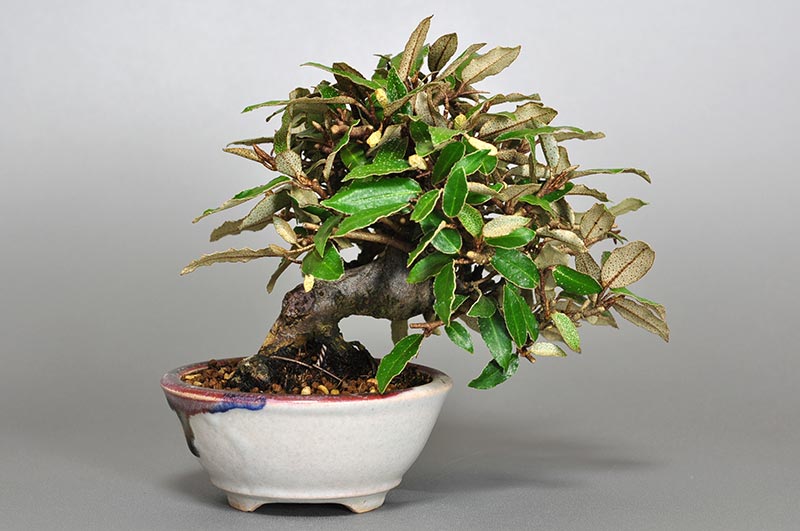 カングミB-6（かんぐみ・寒茱萸）実もの盆栽を裏側から見た景色・Eleagnus pungens bonsai