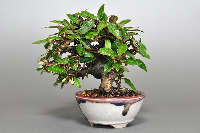 カングミB-6（かんぐみ・寒茱萸）実もの盆栽を右側から見た景色・Eleagnus pungens bonsai