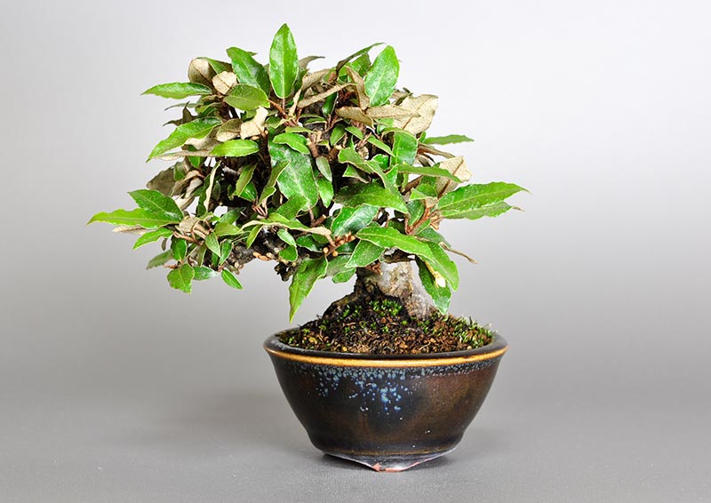 カングミB（かんぐみ・寒茱萸）の販売と育て方・作り方・Eleagnus pungens bonsai