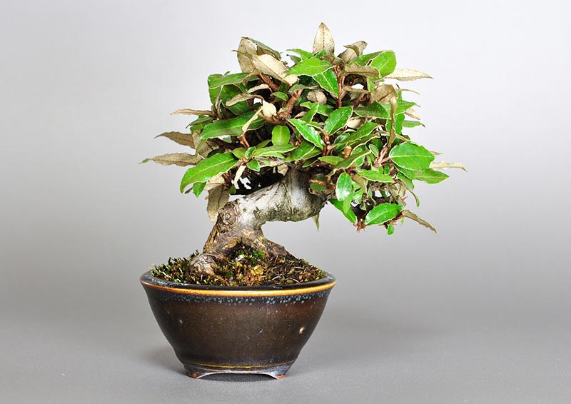 カングミB-2（かんぐみ・寒茱萸）実もの盆栽を裏側から見た景色・Eleagnus pungens bonsai