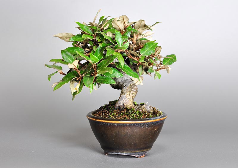 カングミB-2（かんぐみ・寒茱萸）実もの盆栽を右側から見た景色・Eleagnus pungens bonsai