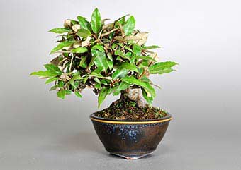 カングミB（かんぐみ・寒茱萸）盆栽の樹作りの参考樹形・Eleagnus pungens Best bonsai