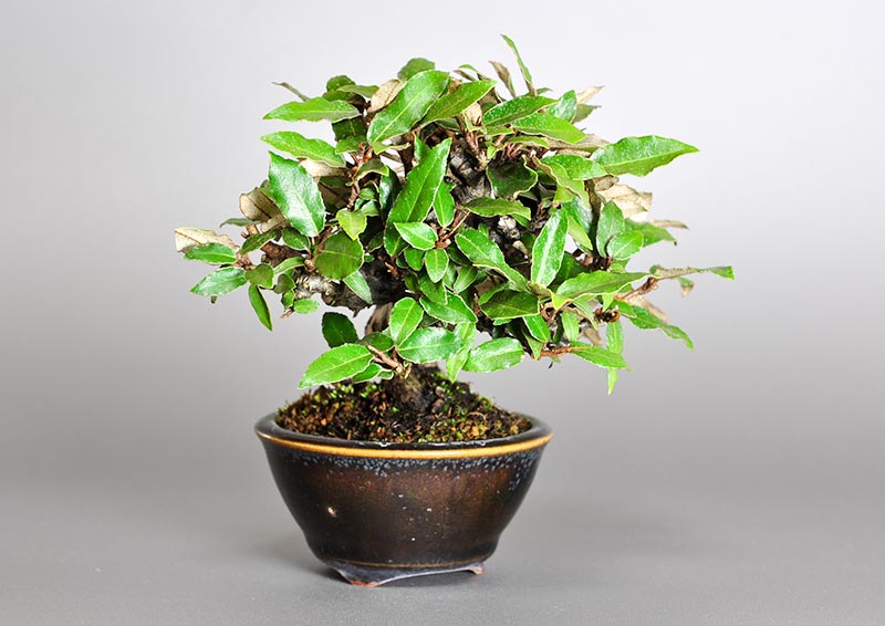 カングミB-2（かんぐみ・寒茱萸）実もの盆栽を左側から見た景色・Eleagnus pungens bonsai