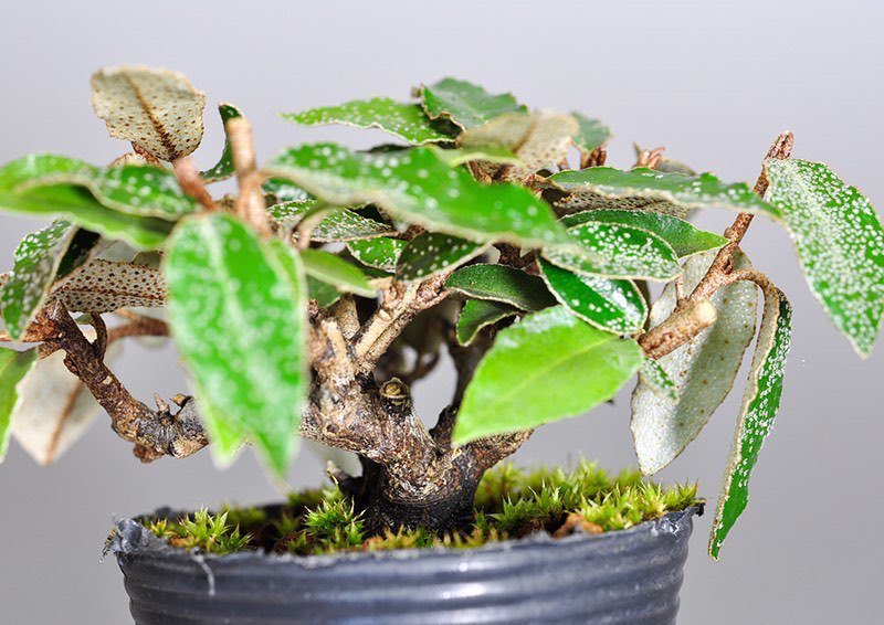 カングミ-C1（かんぐみ・寒茱萸）実もの盆栽を拡大して見た景色・Eleagnus pungens bonsai photo