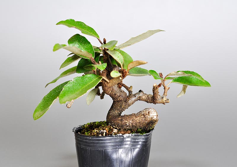 カングミ-D1（かんぐみ・寒茱萸）実もの盆栽を裏側から見た景色・Eleagnus pungens bonsai photo