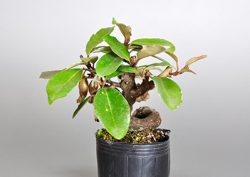 カングミ-D1（かんぐみ・寒茱萸）実もの盆栽を右側から見た景色・Eleagnus pungens bonsai photo