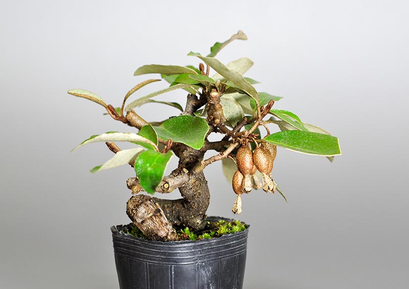 カングミ-D1（かんぐみ・寒茱萸）実もの盆栽を左側から見た景色・Eleagnus pungens bonsai photo