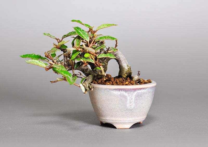 カングミ-E1（かんぐみ・寒茱萸）実もの盆栽の販売と育て方・作り方・Eleagnus pungens bonsai photo