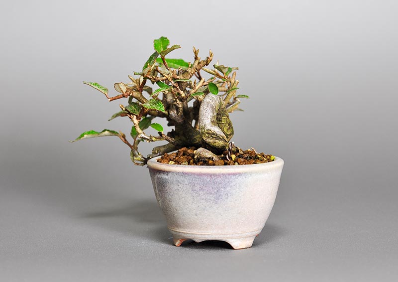 カングミ-E1（かんぐみ・寒茱萸）実もの盆栽を右側から見た景色・Eleagnus pungens bonsai