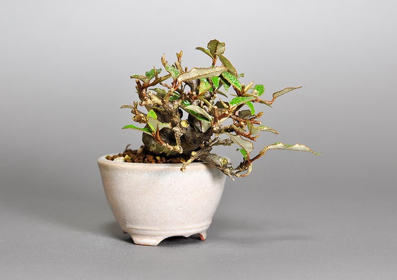 カングミ-E1（かんぐみ・寒茱萸）実もの盆栽を左側から見た景色・Eleagnus pungens bonsai