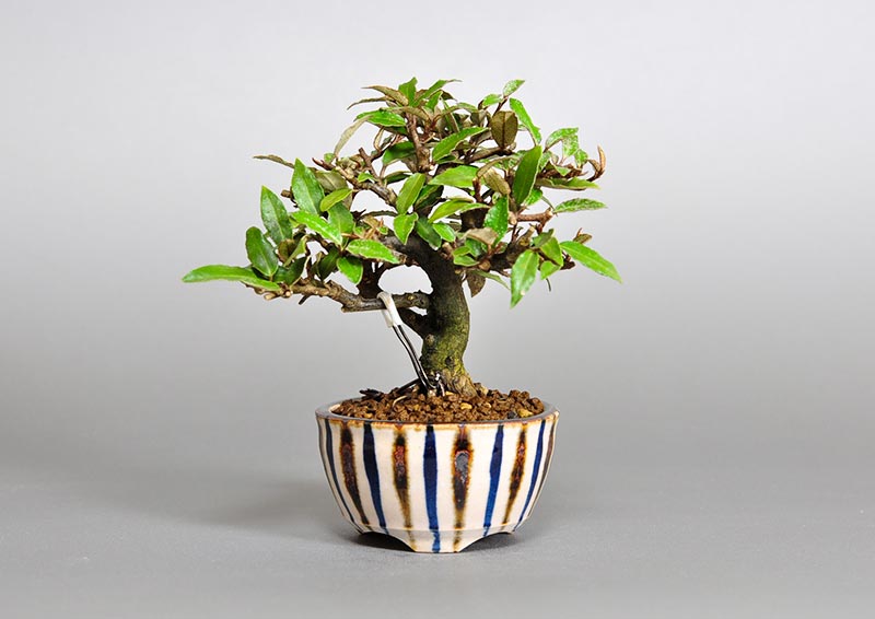 カングミ-F1（かんぐみ・寒茱萸）実もの盆栽の販売と育て方・作り方・Eleagnus pungens bonsai