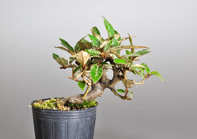 カングミ-G1（かんぐみ・寒茱萸）実もの盆栽の販売と育て方・作り方・Eleagnus pungens bonsai
