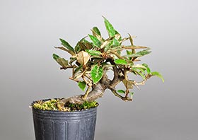 カングミ-G1（寒茱萸盆栽）Eleagnus pungens bonsaiの販売・通販店｜Bonsai trees Shop