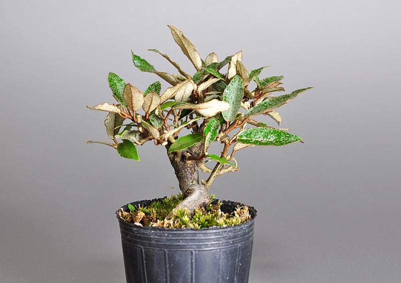 カングミ-G1（かんぐみ・寒茱萸）実もの盆栽を左側から見た景色・Eleagnus pungens bonsai