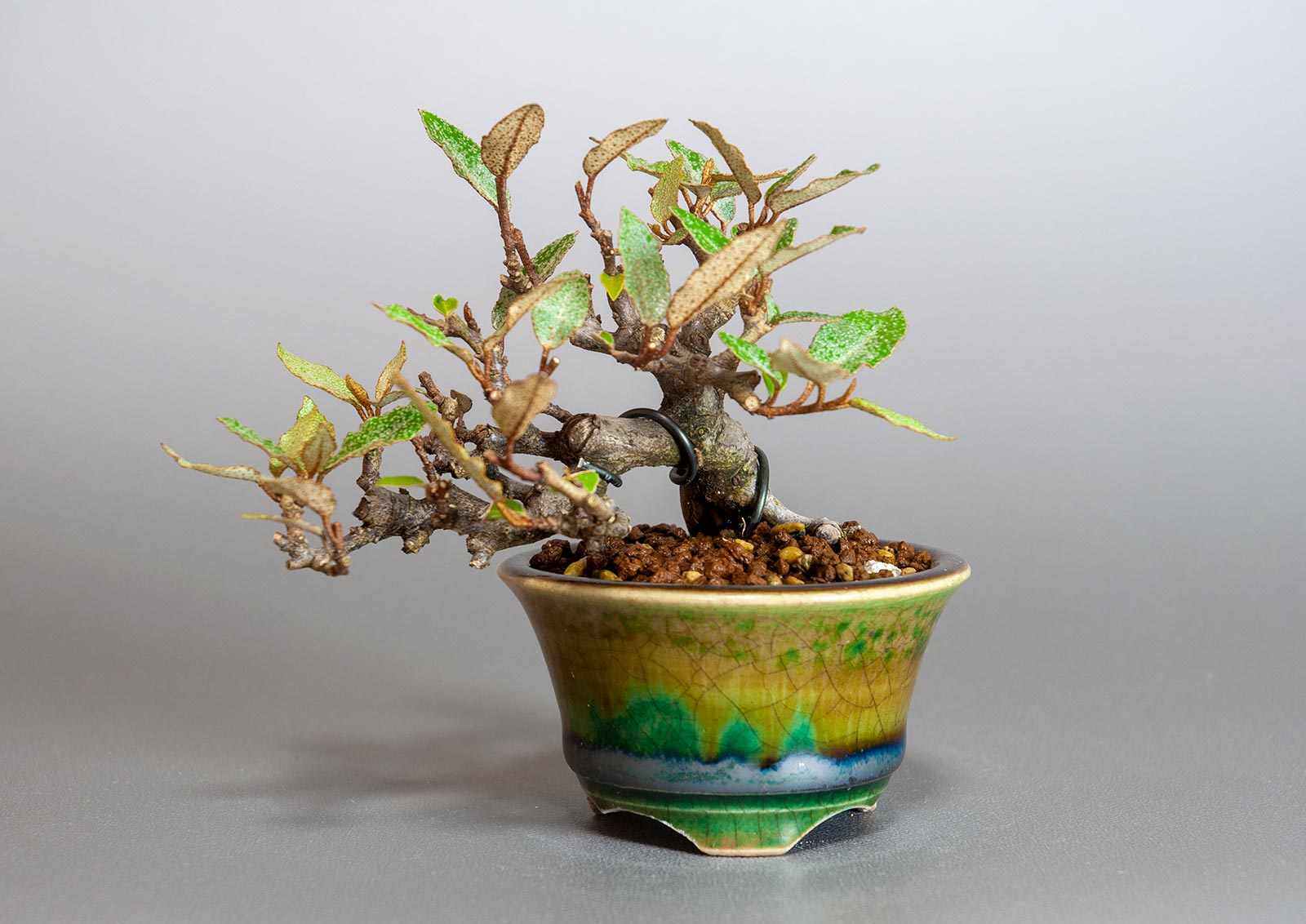 カングミ-H1-1（かんぐみ・寒茱萸）実もの盆栽の販売と育て方・作り方・Eleagnus pungens bonsai