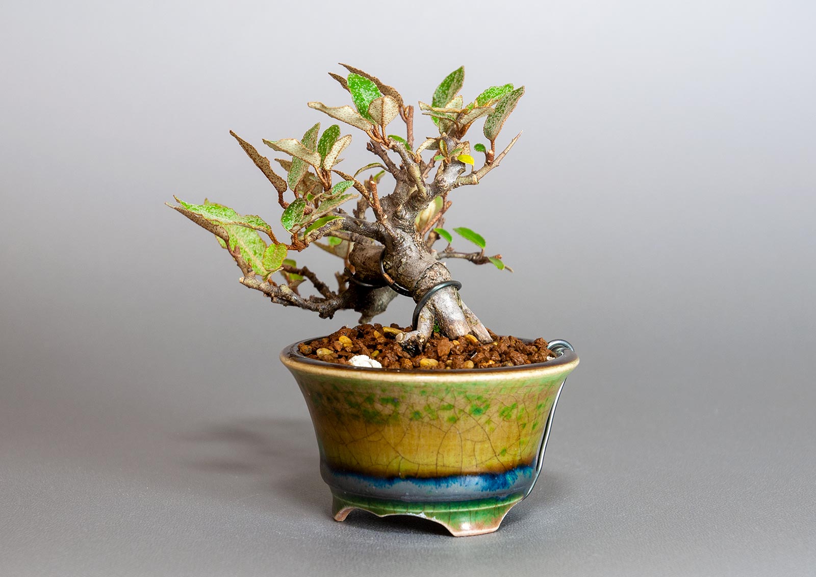 カングミ-H1-1(かんぐみ・寒茱萸)実もの盆栽を右側から見た景色・Eleagnus pungens bonsai