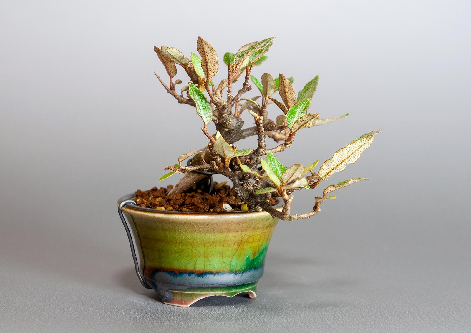 カングミ-H1-1(かんぐみ・寒茱萸)実もの盆栽を左側から見た景色・Eleagnus pungens bonsai