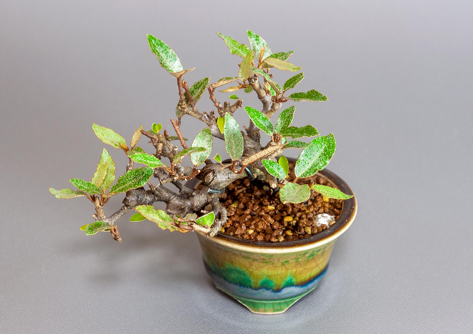 カングミ-H1-1(かんぐみ・寒茱萸)実もの盆栽を別側から見た景色・Eleagnus pungens bonsai
