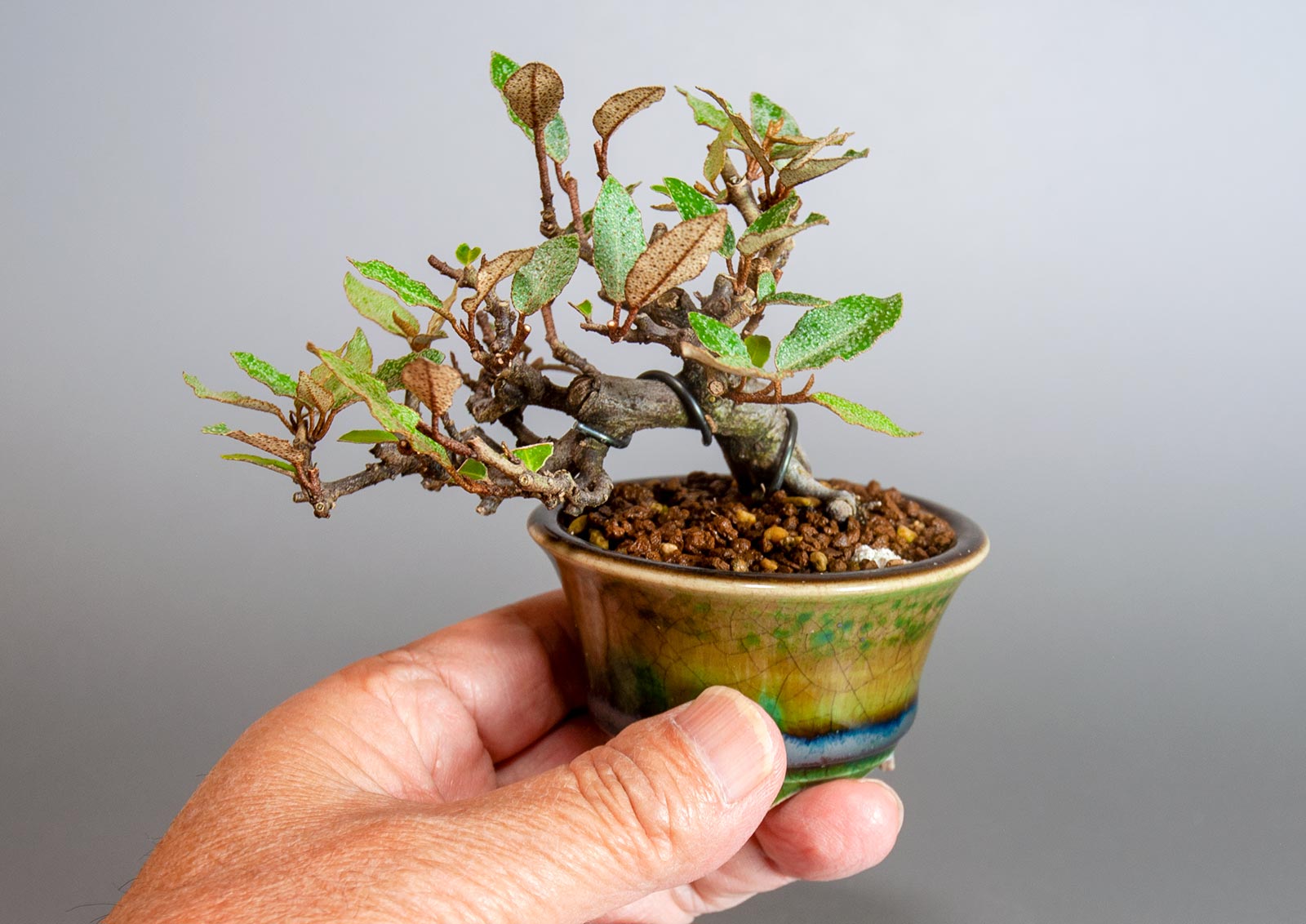 盆栽・カングミ-H1（かんぐみ・寒茱萸）実もの盆栽の手乗りの景色・Eleagnus pungens bonsai