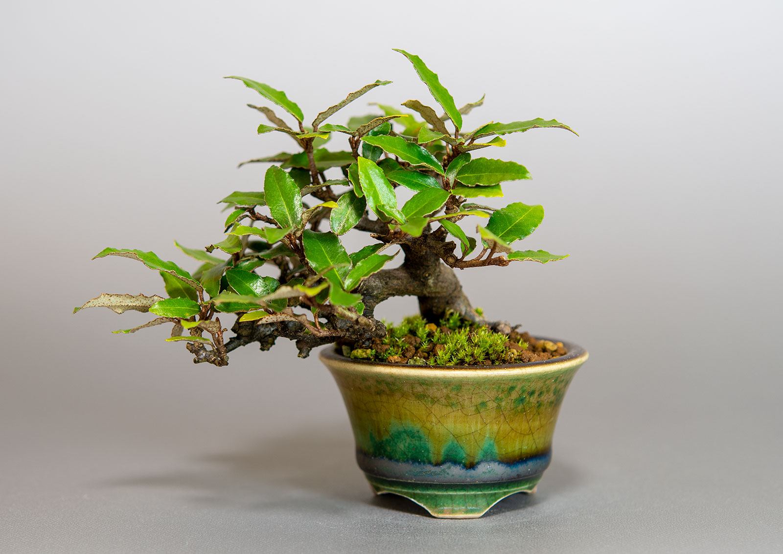カングミ-H1（かんぐみ・寒茱萸）実もの盆栽の販売と育て方・作り方・Eleagnus pungens bonsai